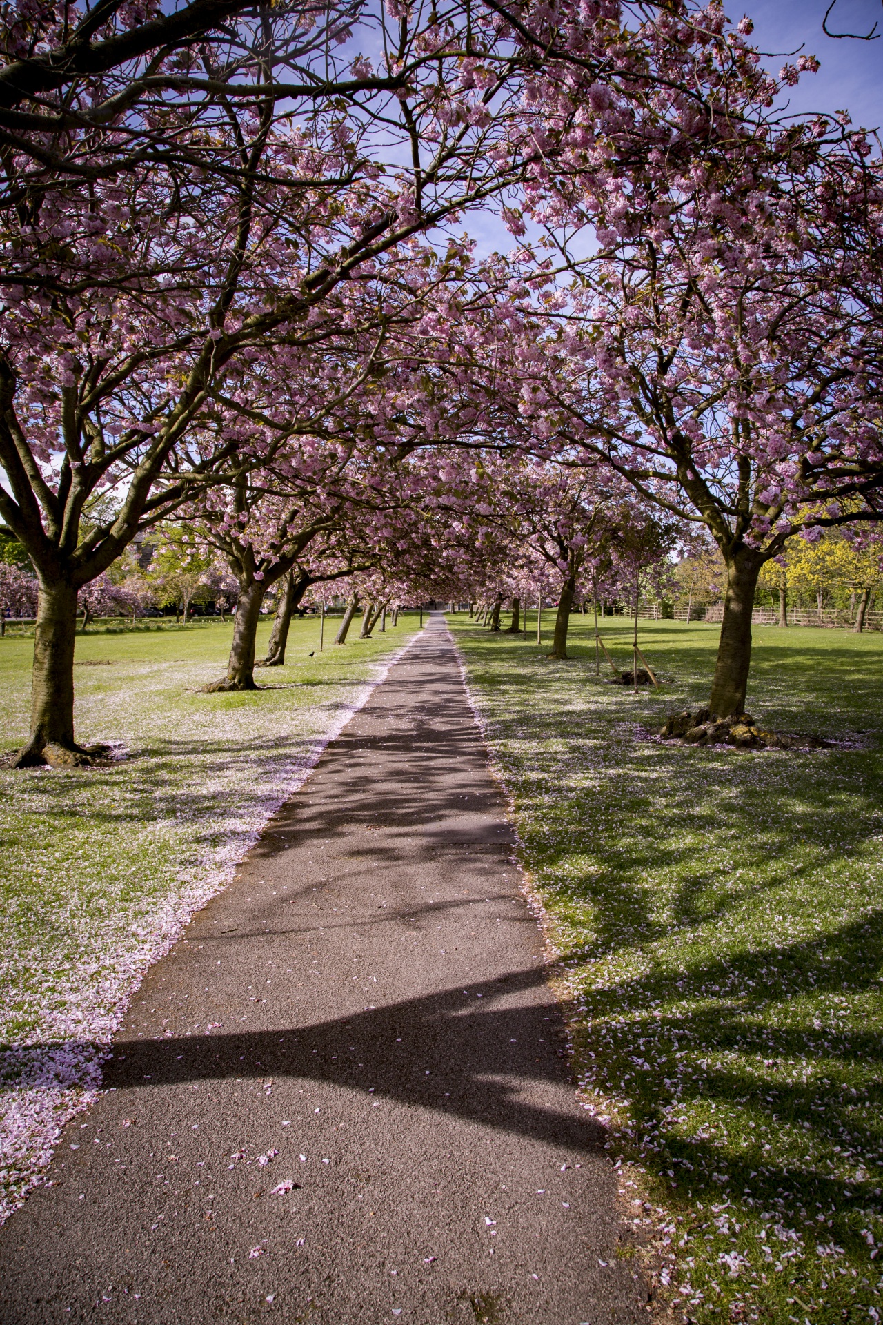 avenue bloom blooming free photo