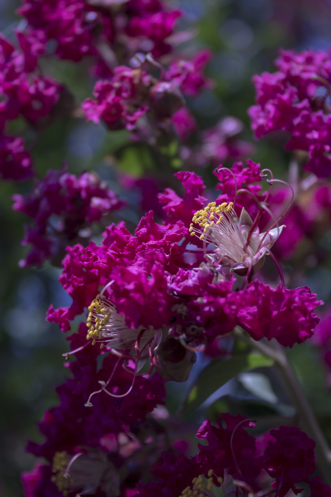 pink flower flowers free photo