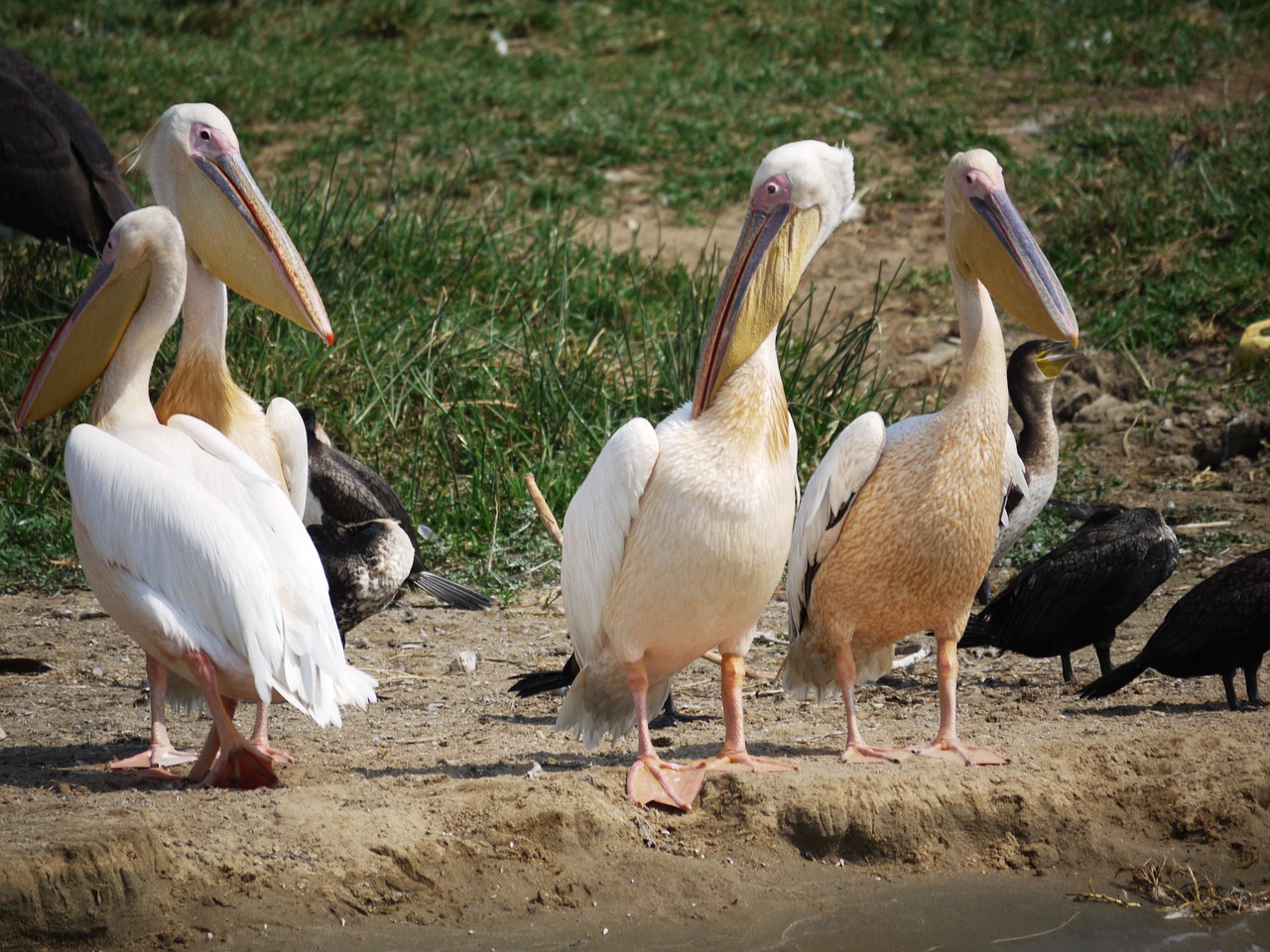 pink pelican pelicans group free photo