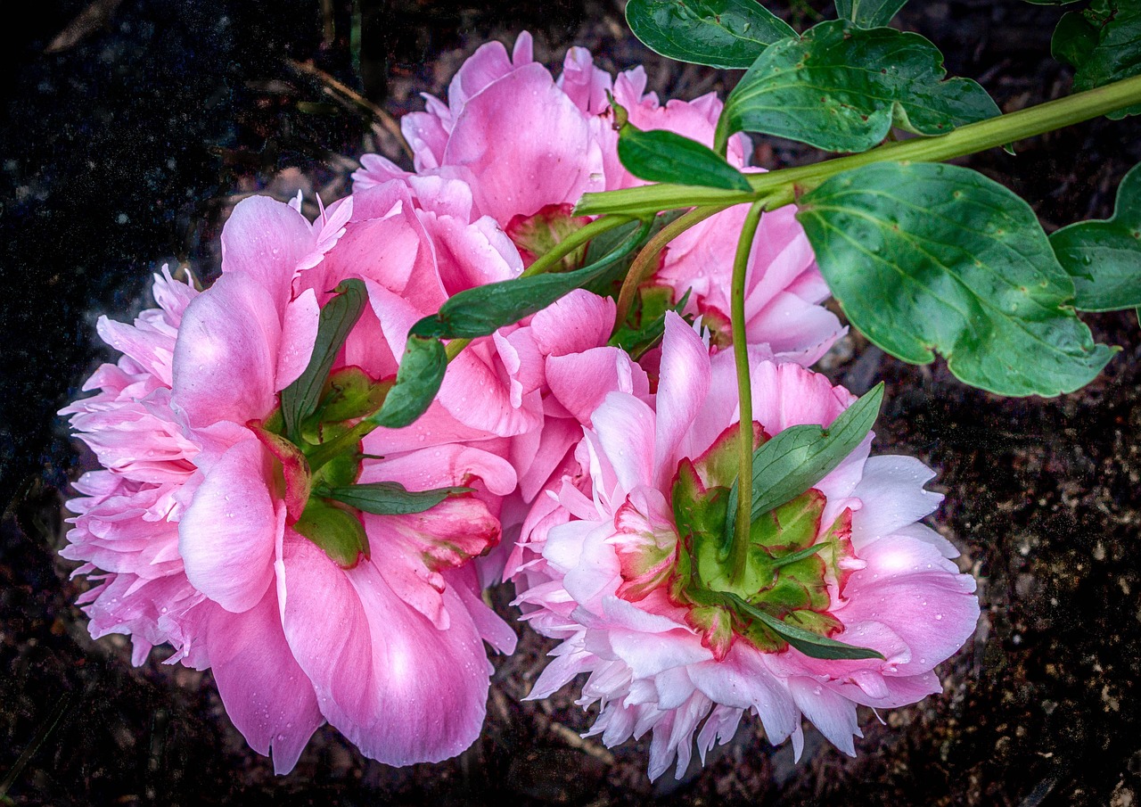 pink peony blossoms perennial free photo