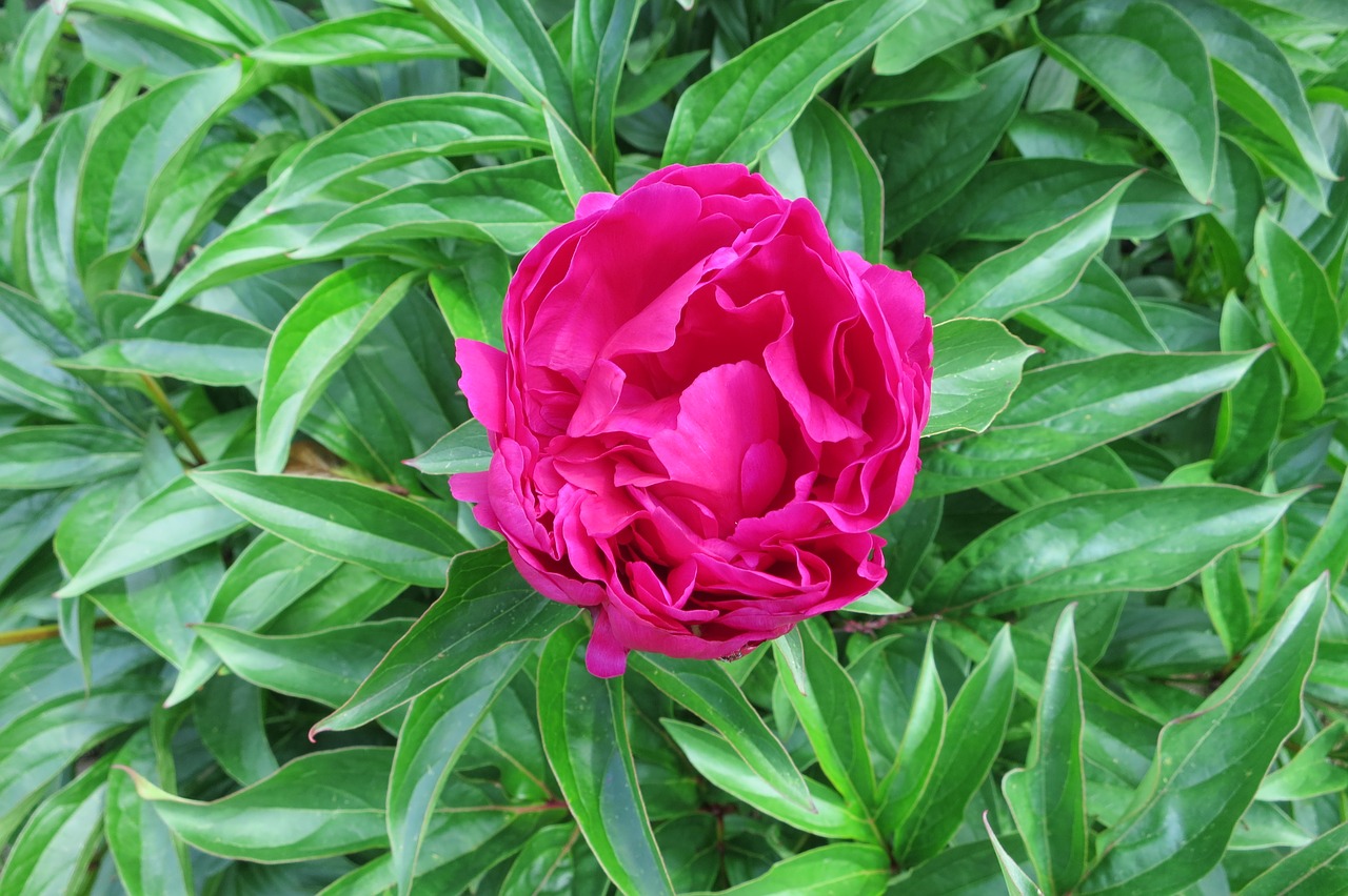 pink peony red blossom free photo