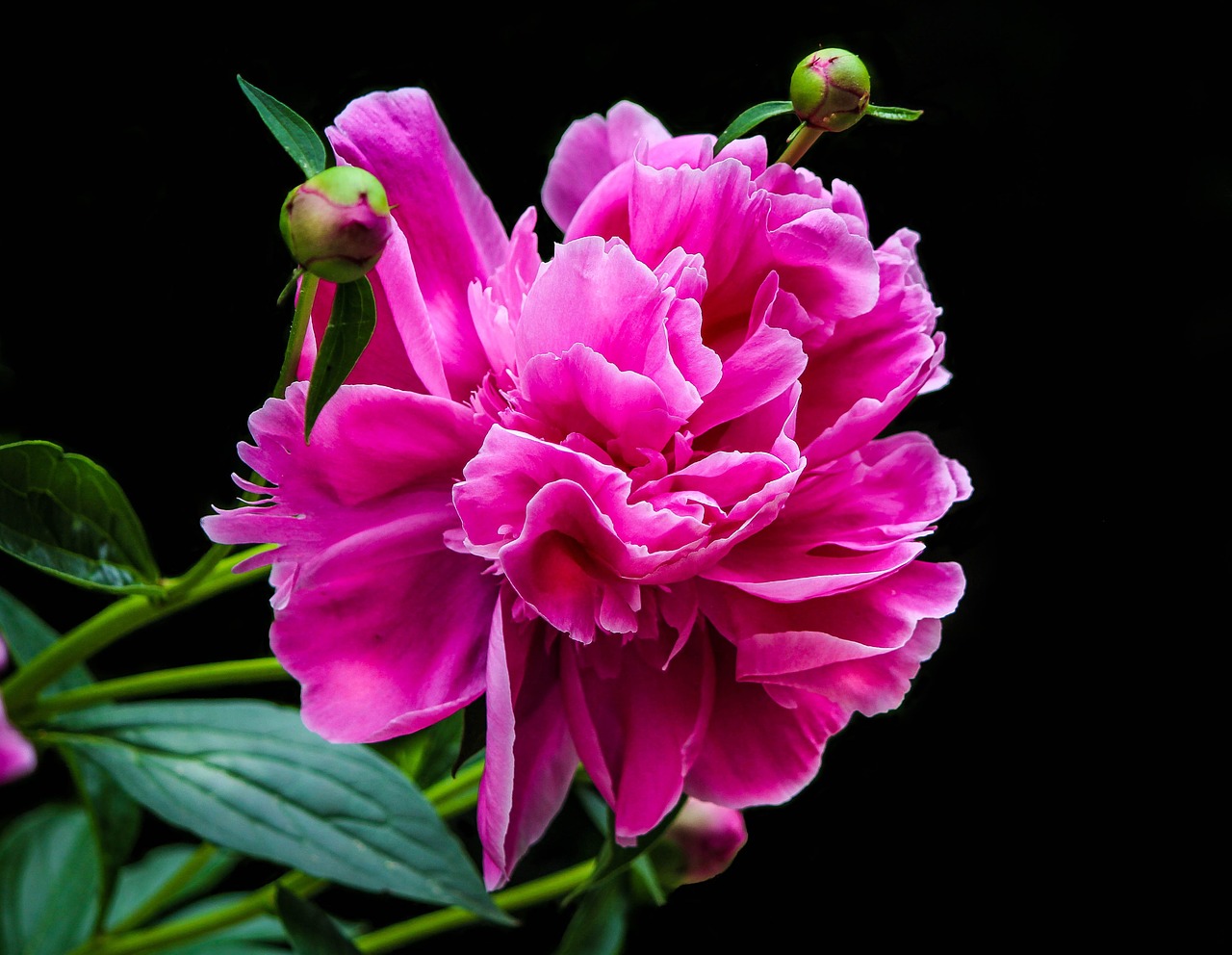 pink peony flower petals peony bud free photo