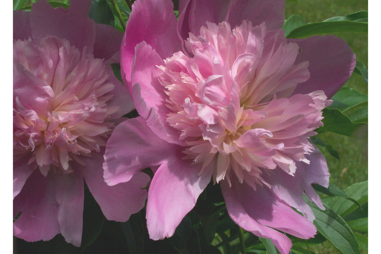 pink background peony free photo