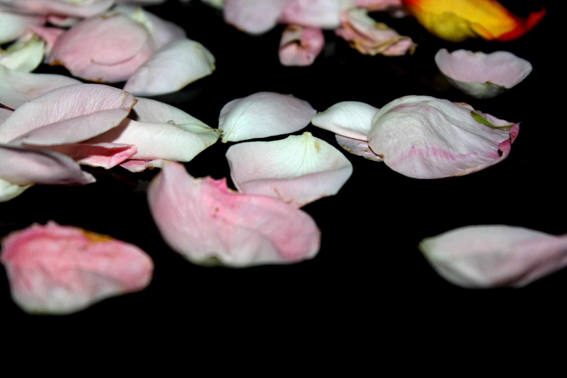pink petals petals flower free photo