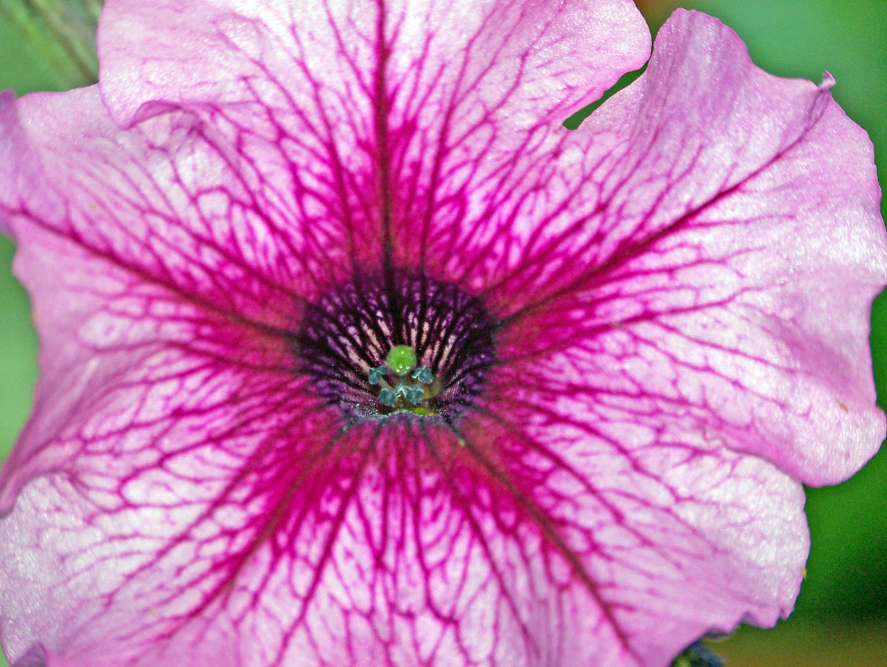 petunia pink pink petunia free photo