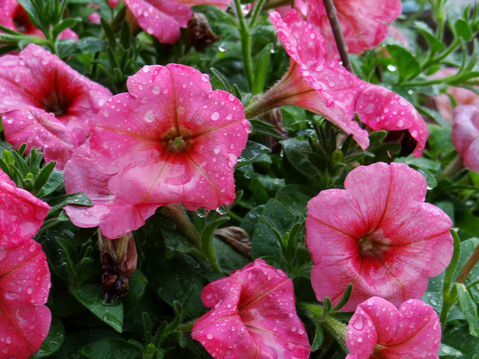 pink petunia after watering free photo