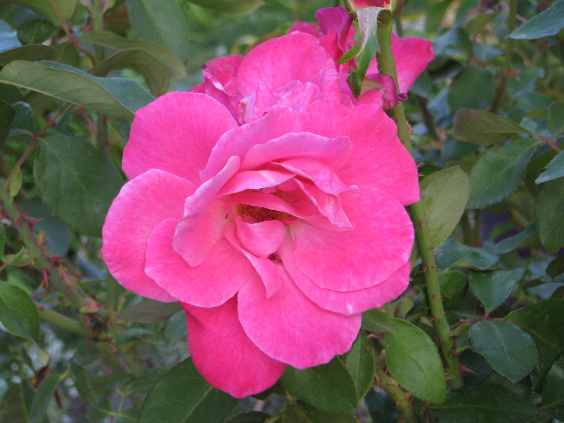 annual flower garden pink petunia free photo