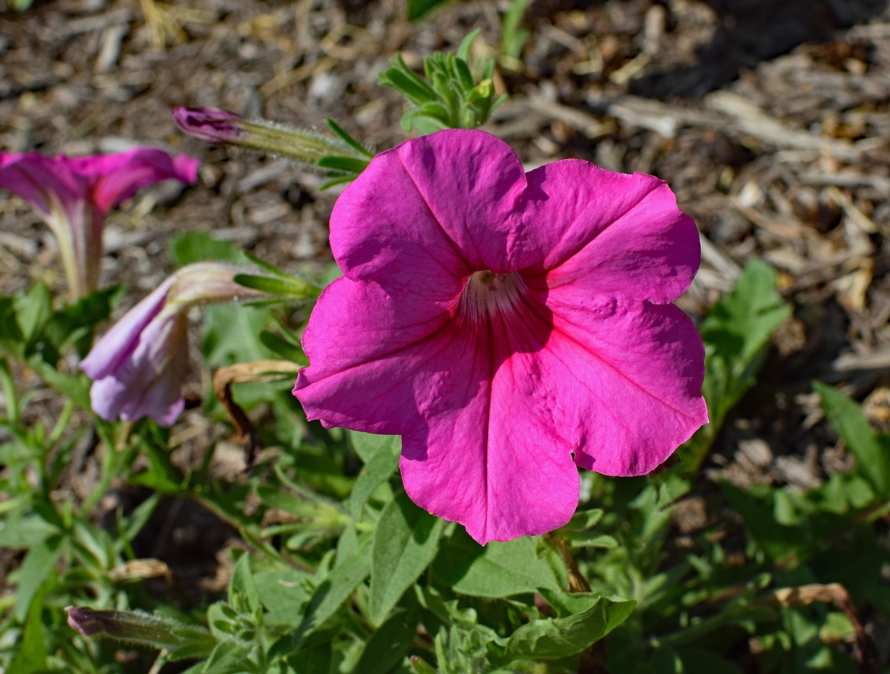 pink petunia flower blossom free photo