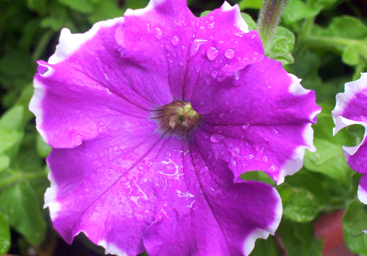 pink petunia rain free photo