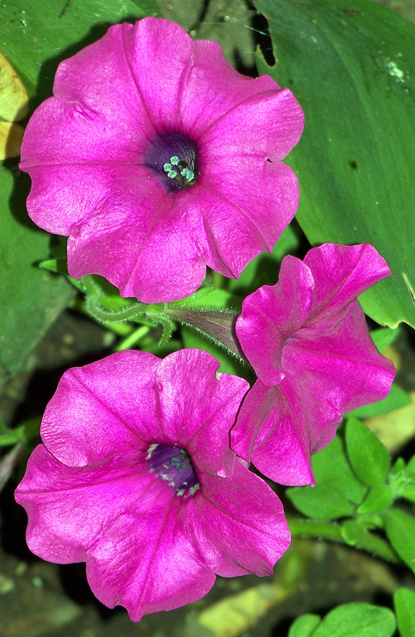 petunias pink pink petunias free photo