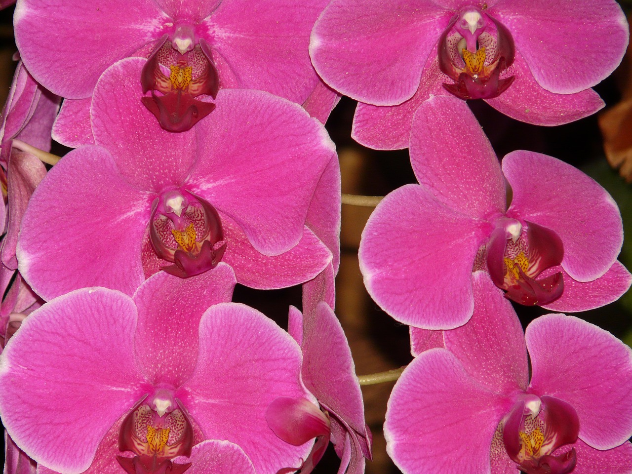 pink phalaenopsis orchid pink free photo
