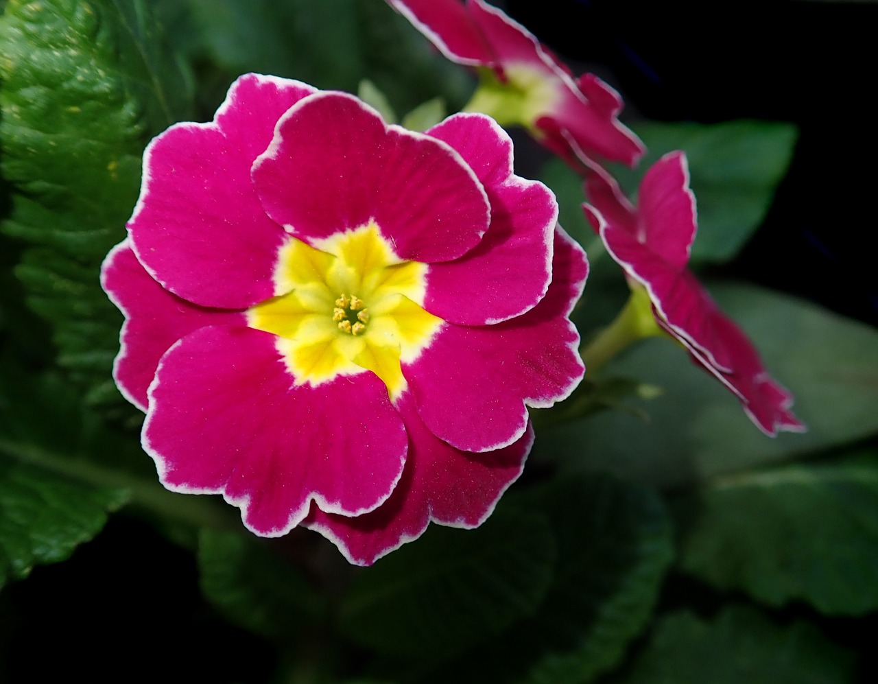 pink polyanthus  primrose  flower free photo