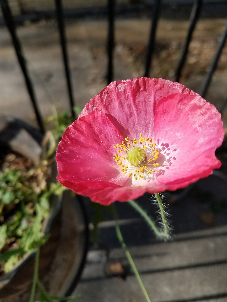 pink poppy flower california poppy free photo