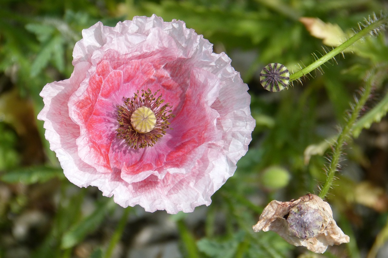 pink poppy poppy poppy capsule free photo