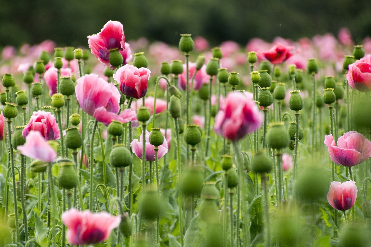 pink poppy poppy flower flowers free photo