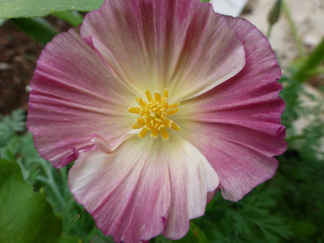 pink poppy flower garden summer free photo