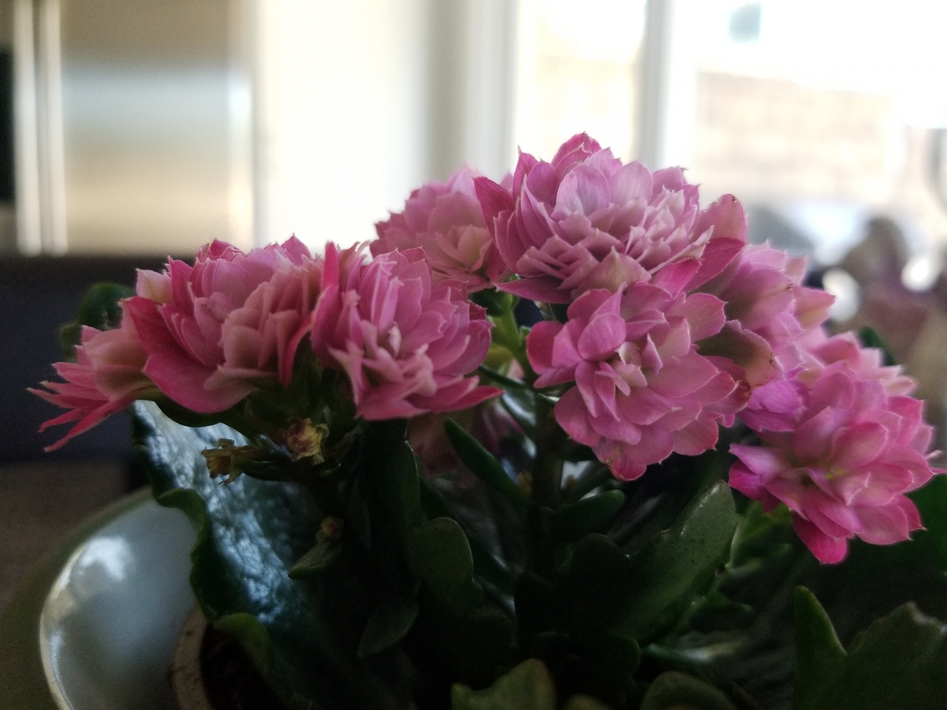 flowers pink potted free photo