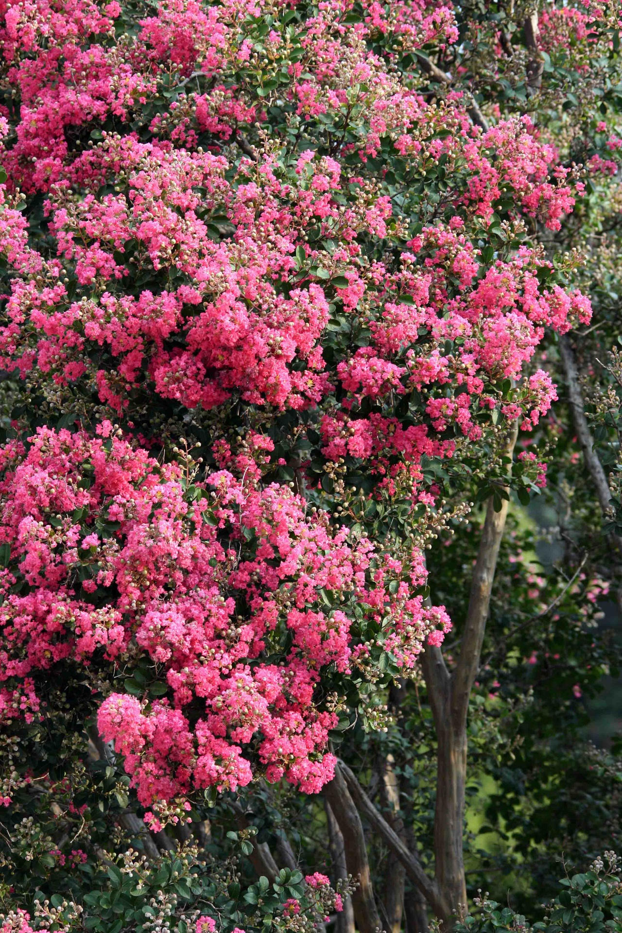 tree flowers pink free photo
