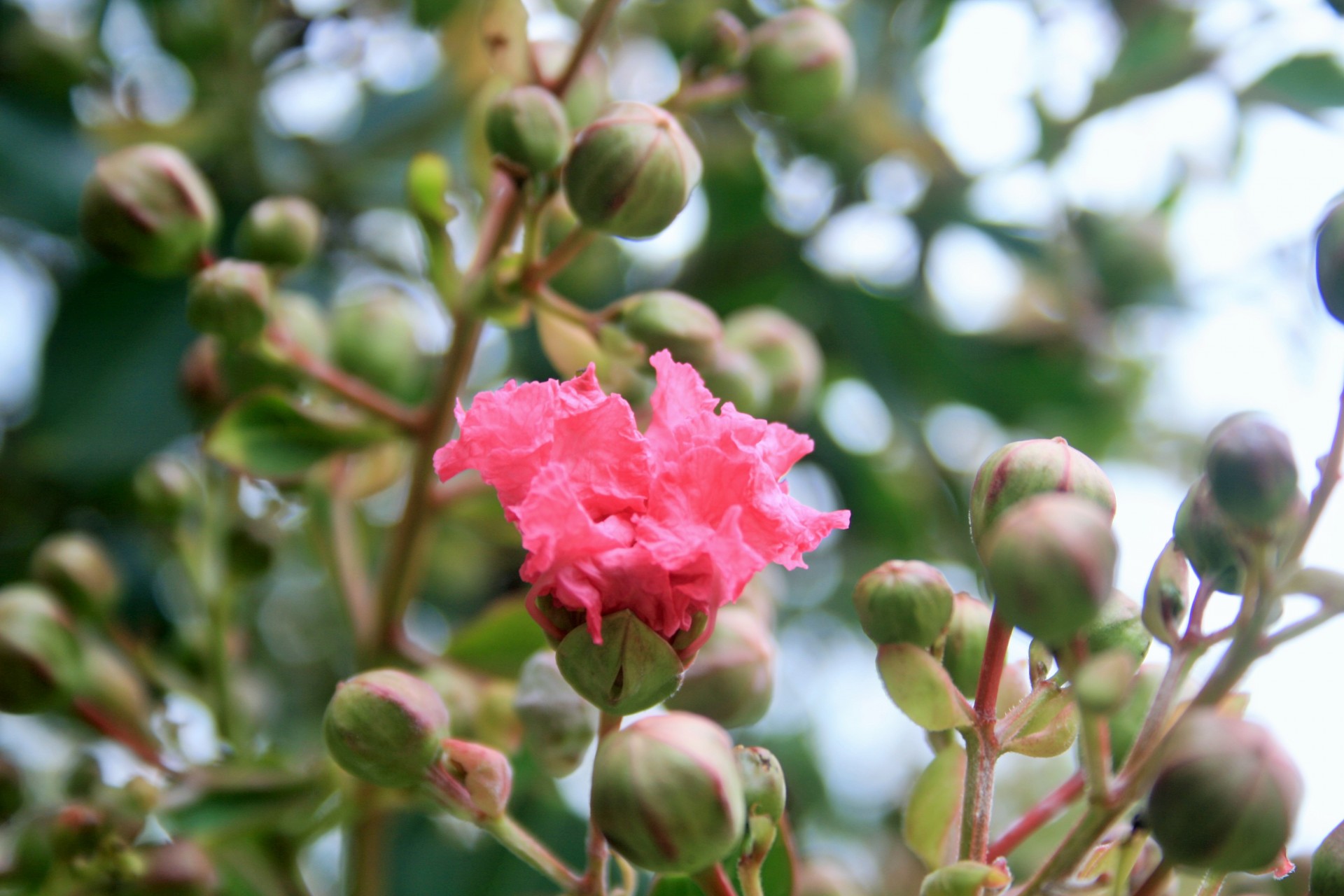 flower pink buds free photo