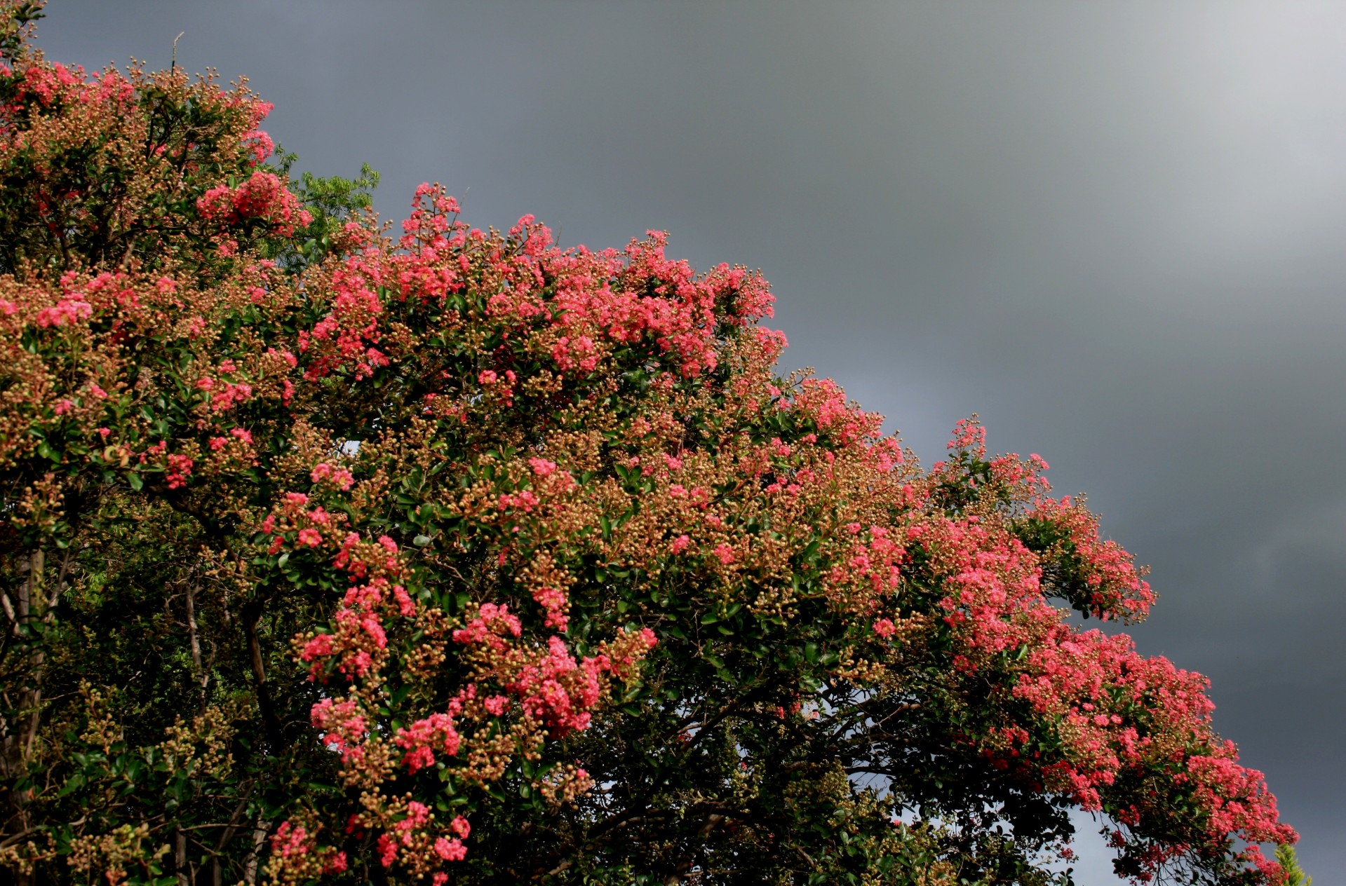 tree flowers buds free photo