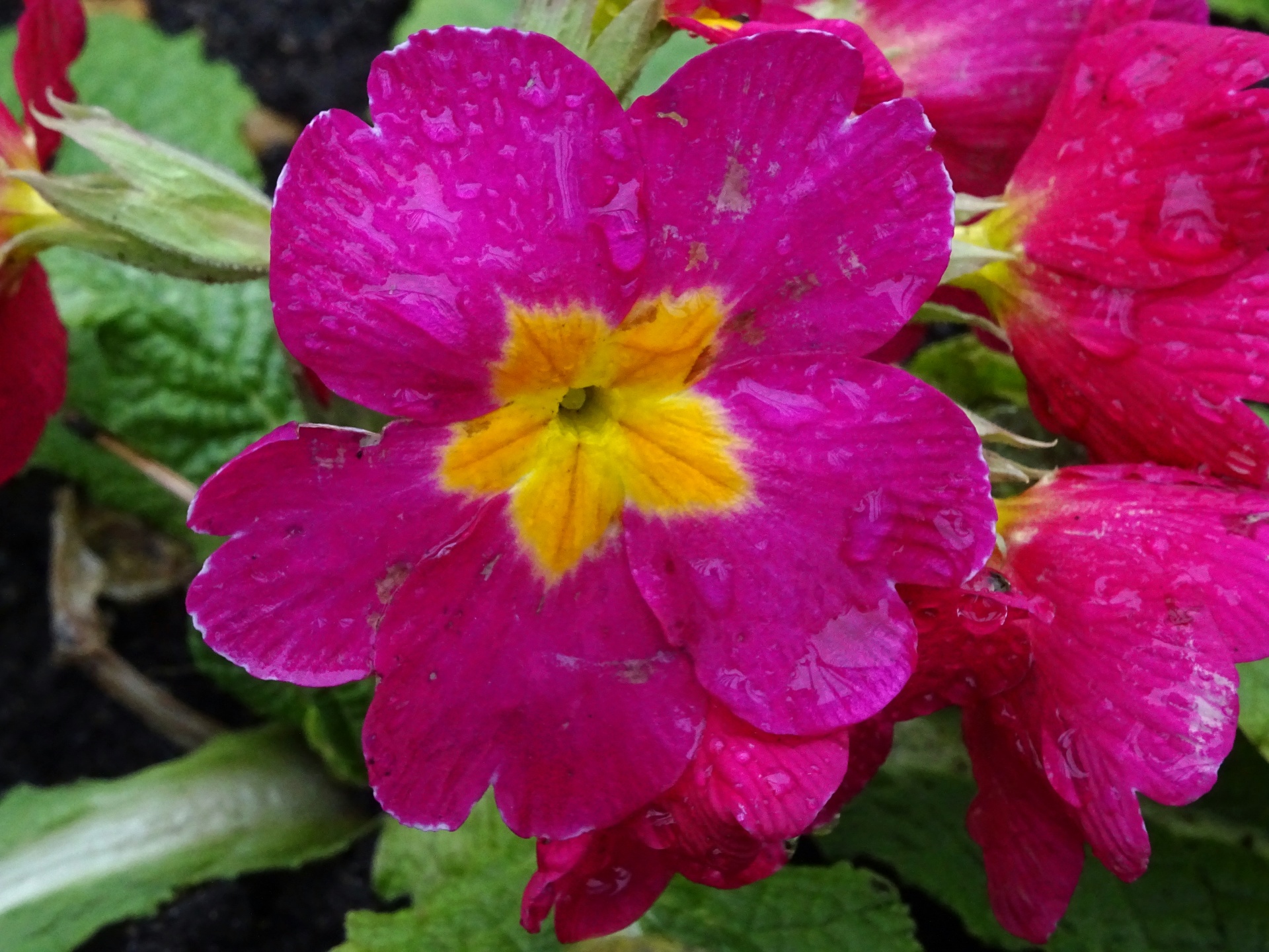 flower flowers primulas free photo