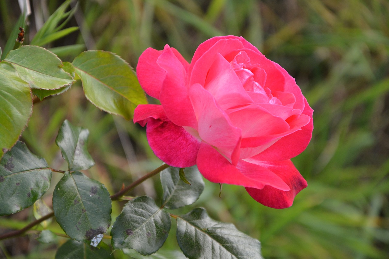 pink profile green leaf flower garden free photo