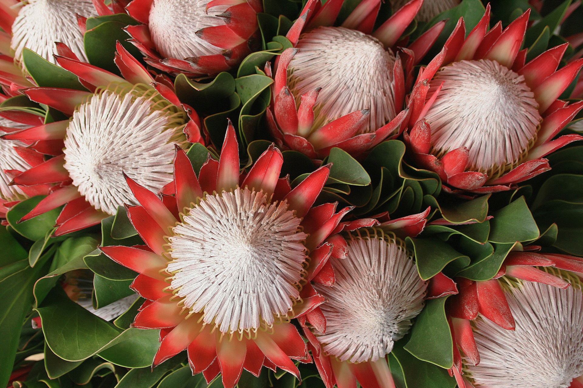 flowers indigenous proteas free photo