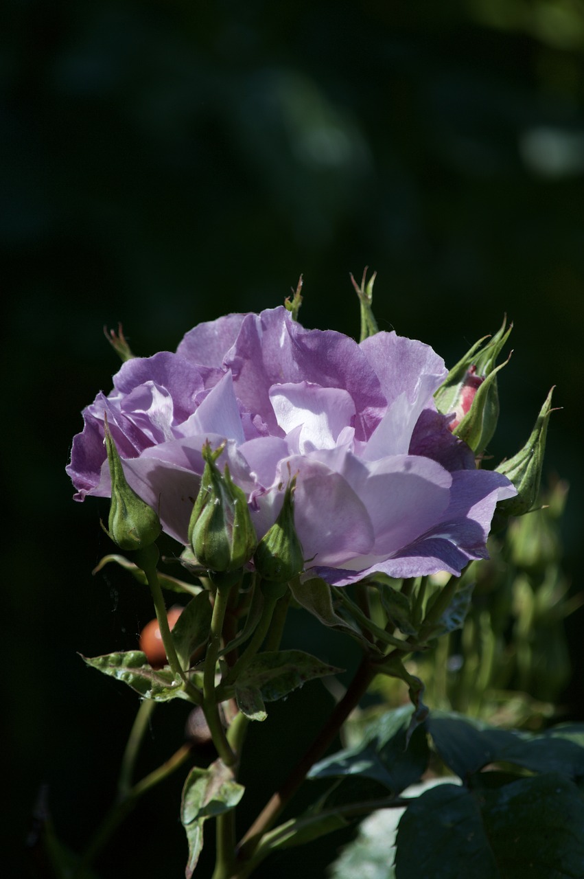 pink purple pink flower free photo