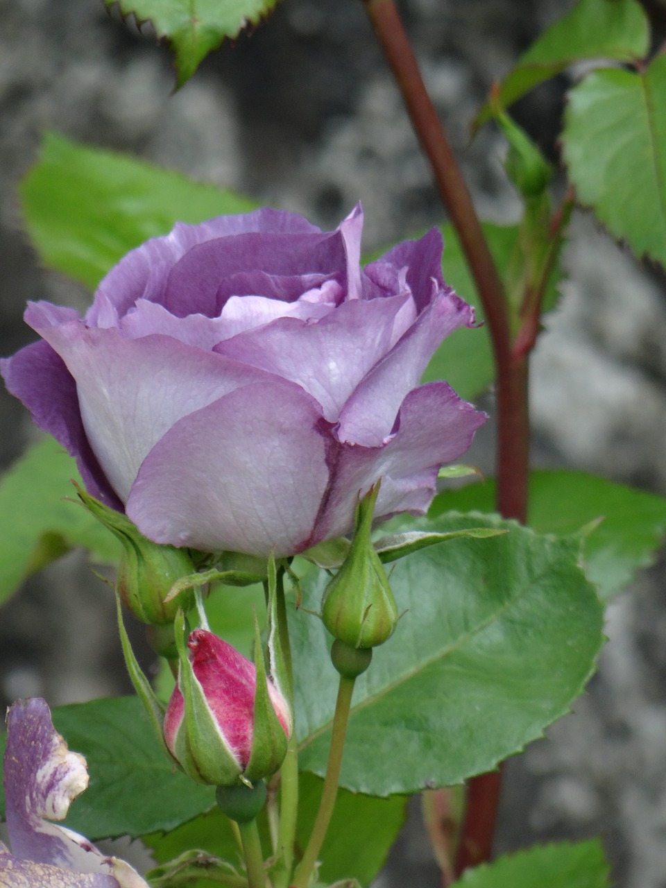 pink purple garden rosebush free photo