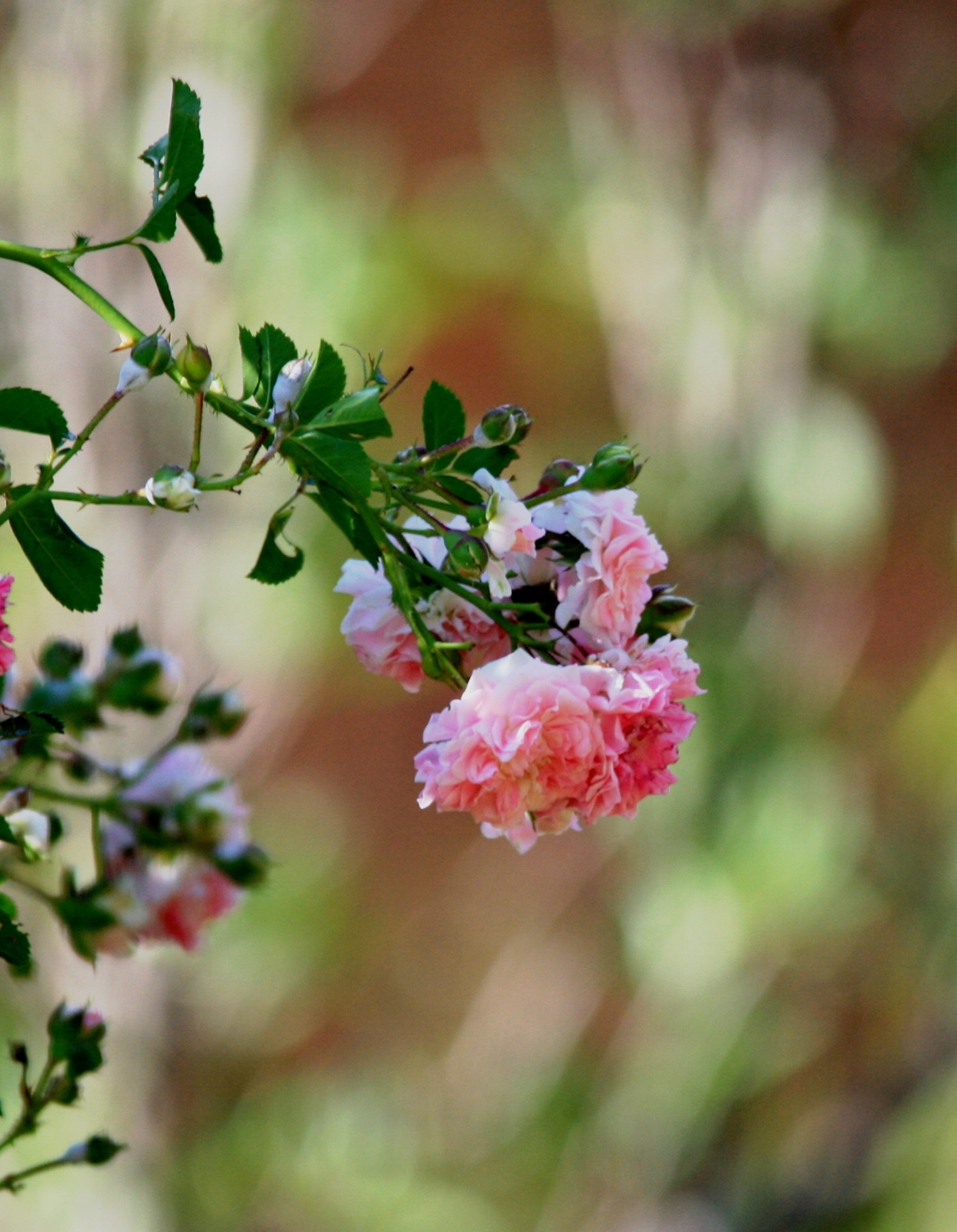 flowers roses blooming free photo