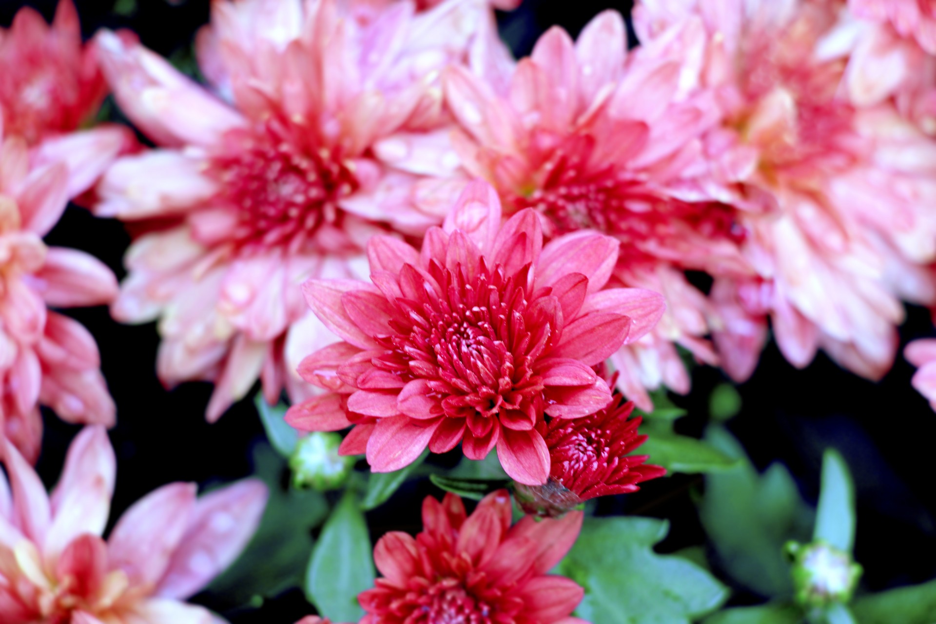 flower chrysanthemum pink free photo