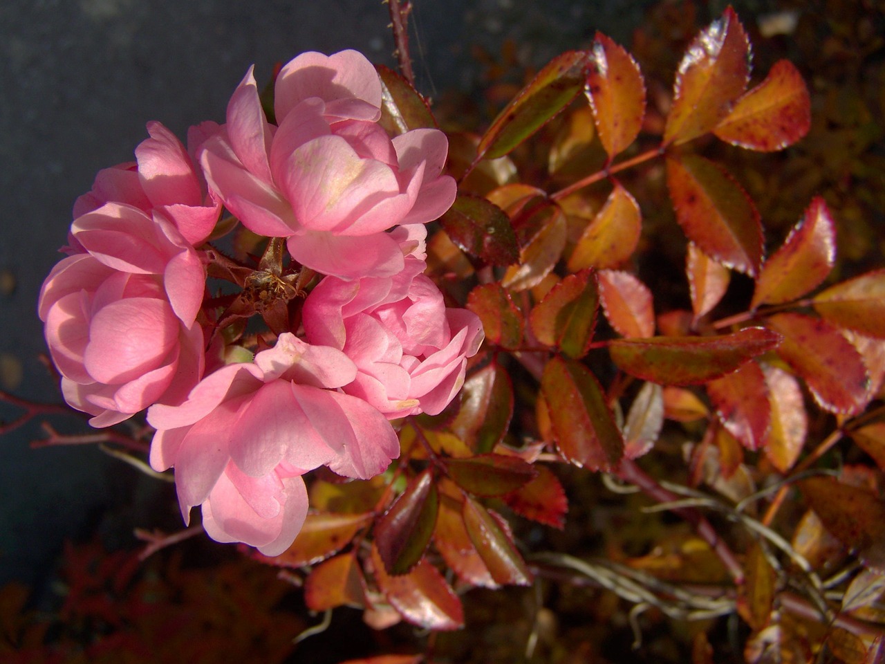 pink rose bushy rose group free photo