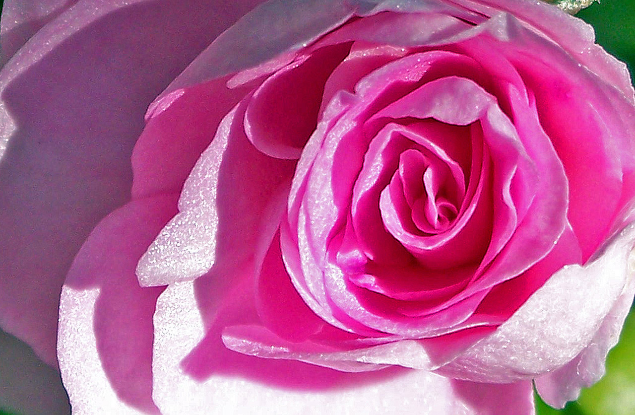 pink rose bloom free photo