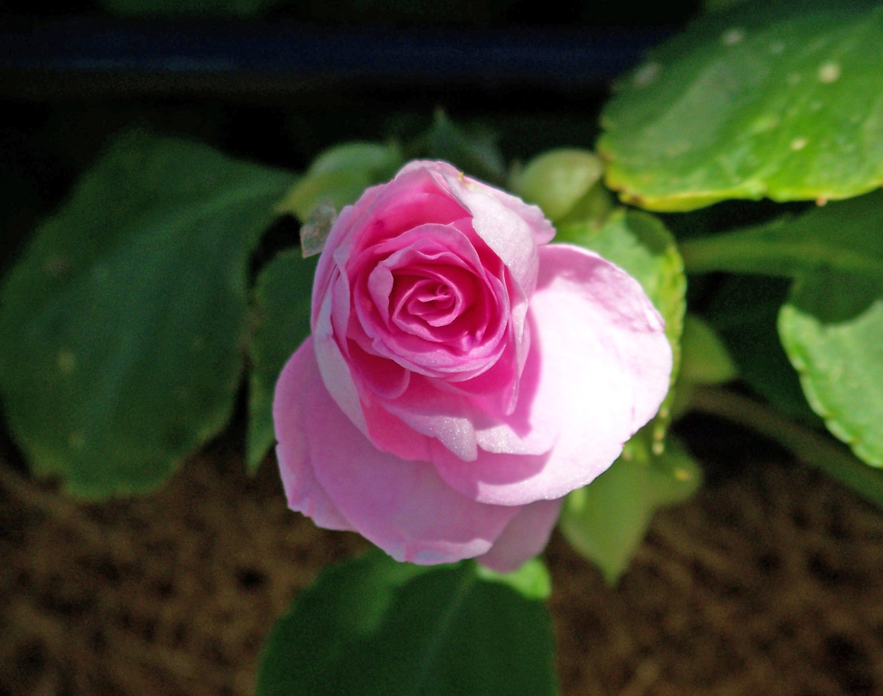 pink rose bloom free photo