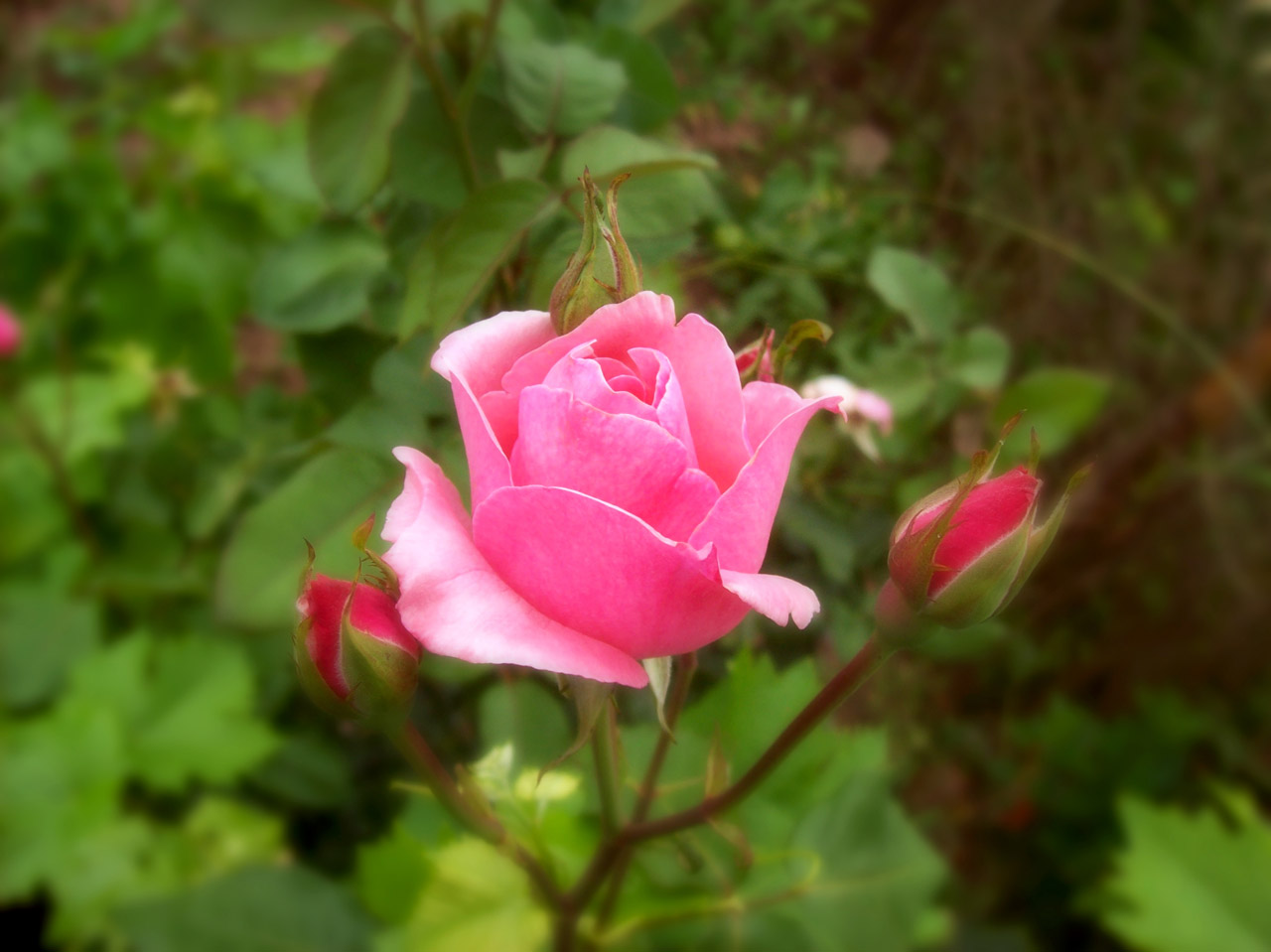 rose pink flower free photo