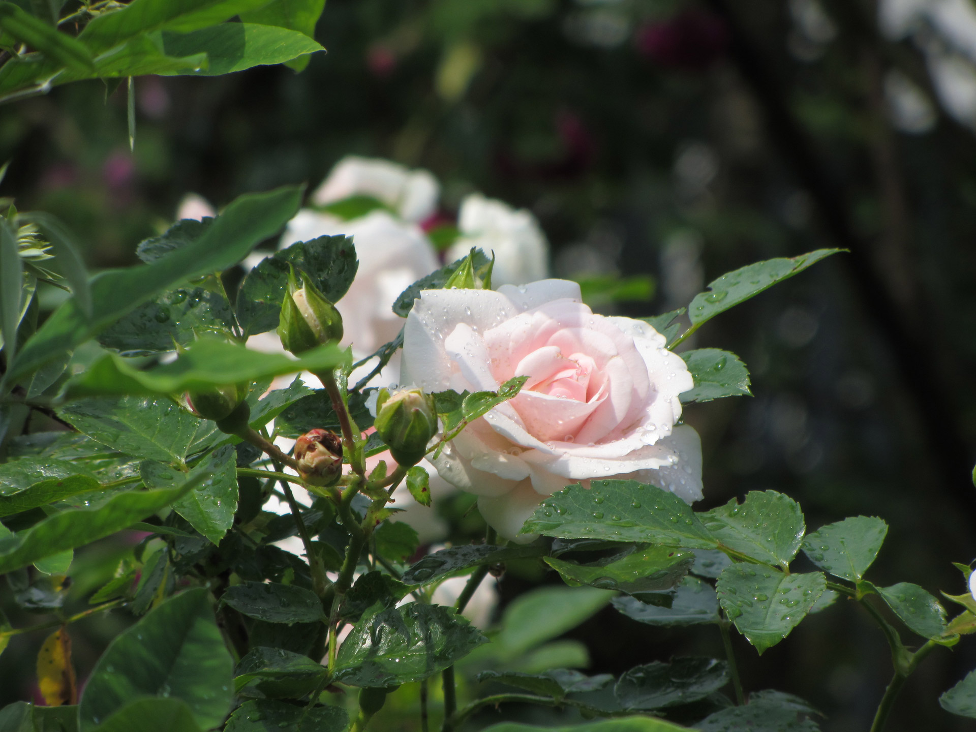 italy pink roses free photo