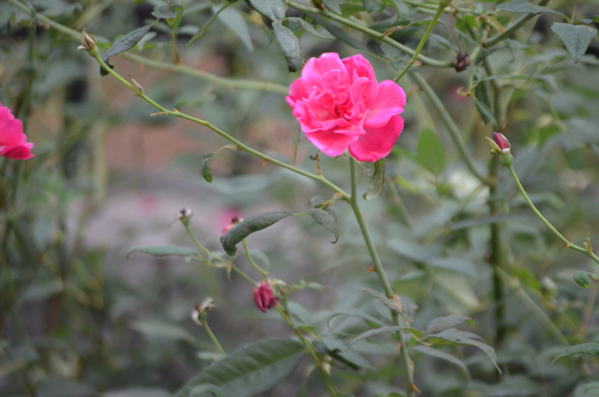 rose pink flower free photo