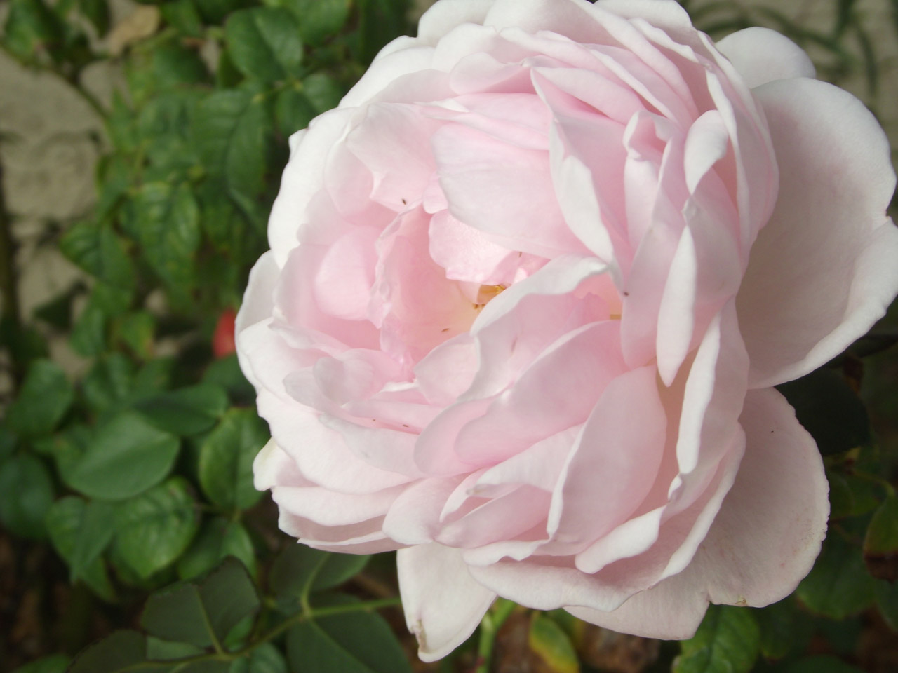 flower rose pink free photo