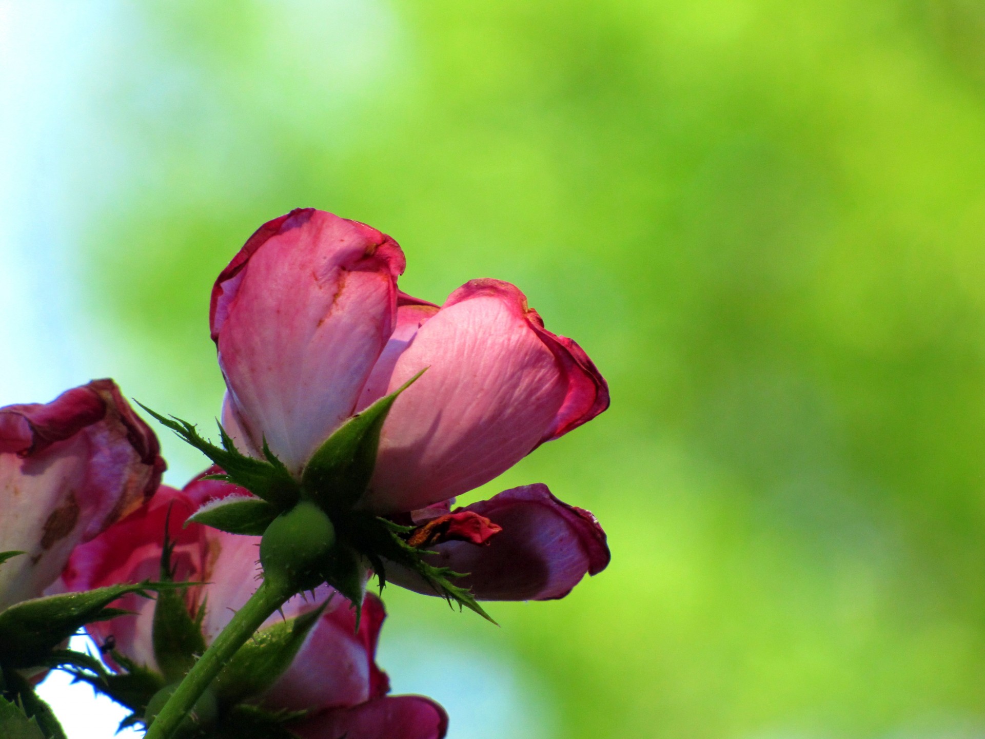 rose flower pink free photo