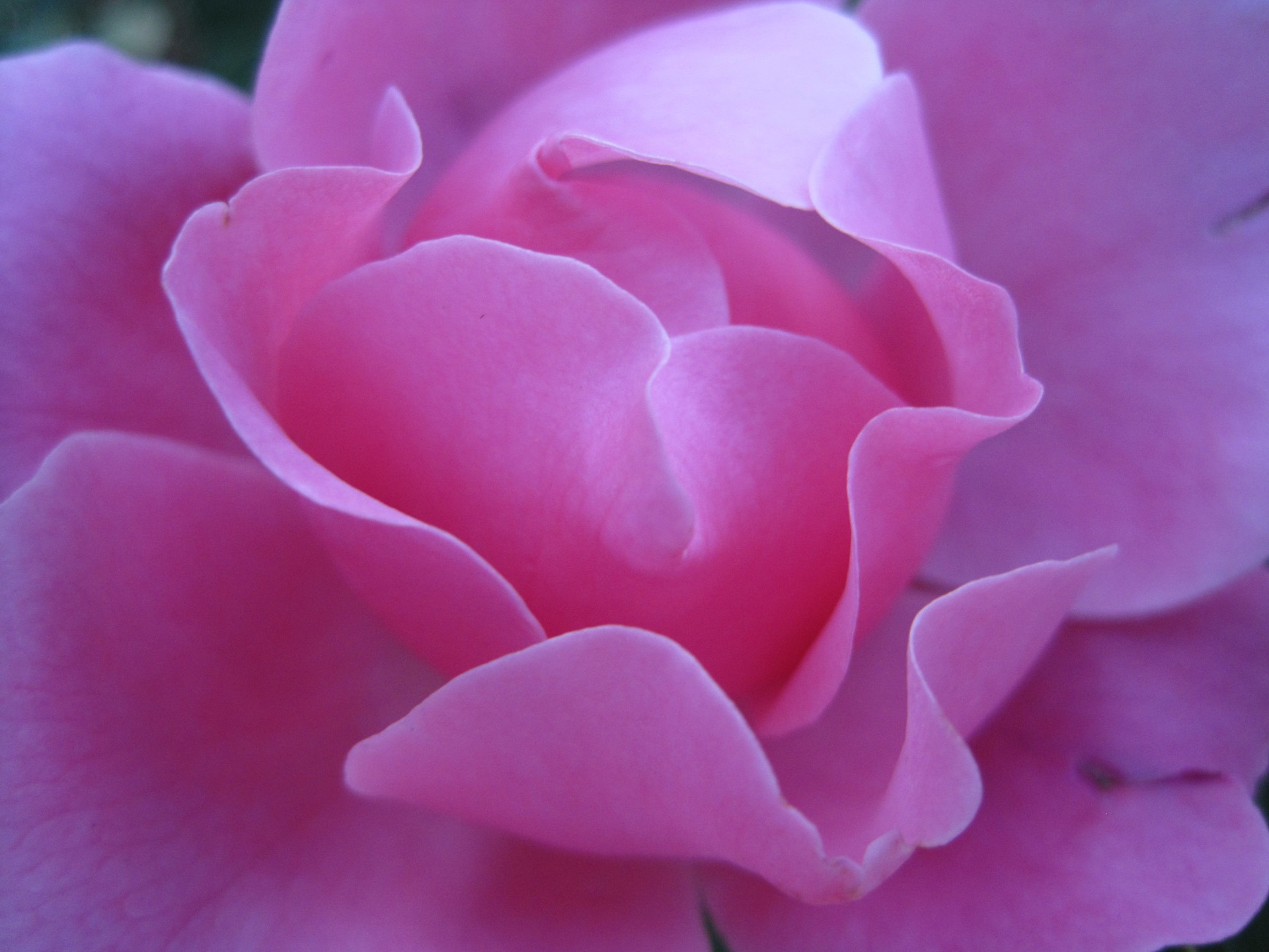rose flower bloom free photo