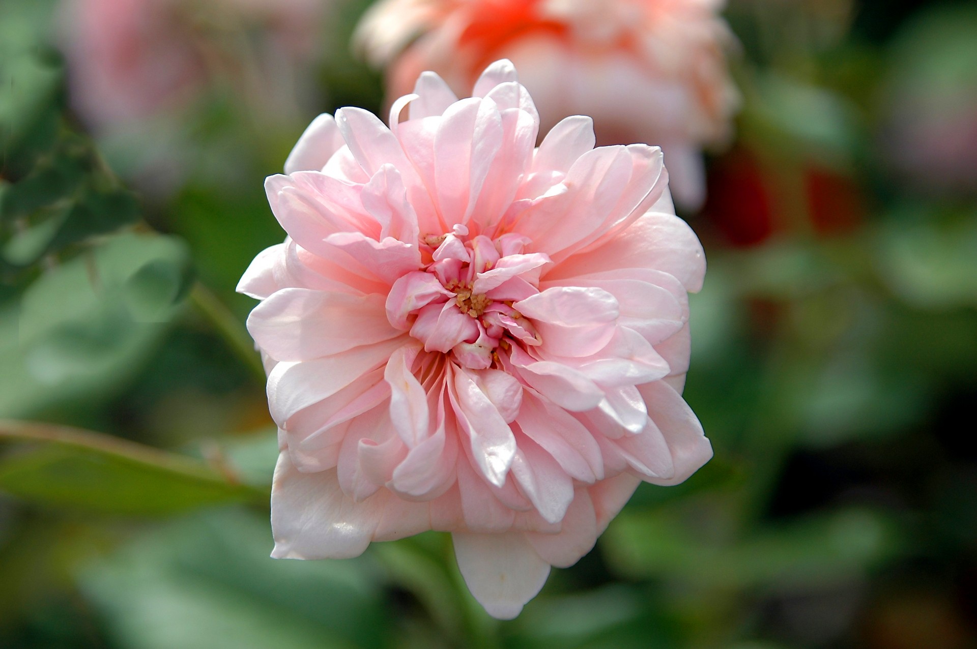 pink rose plant free photo