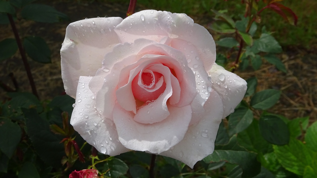 pink rose flowers rose blooms free photo