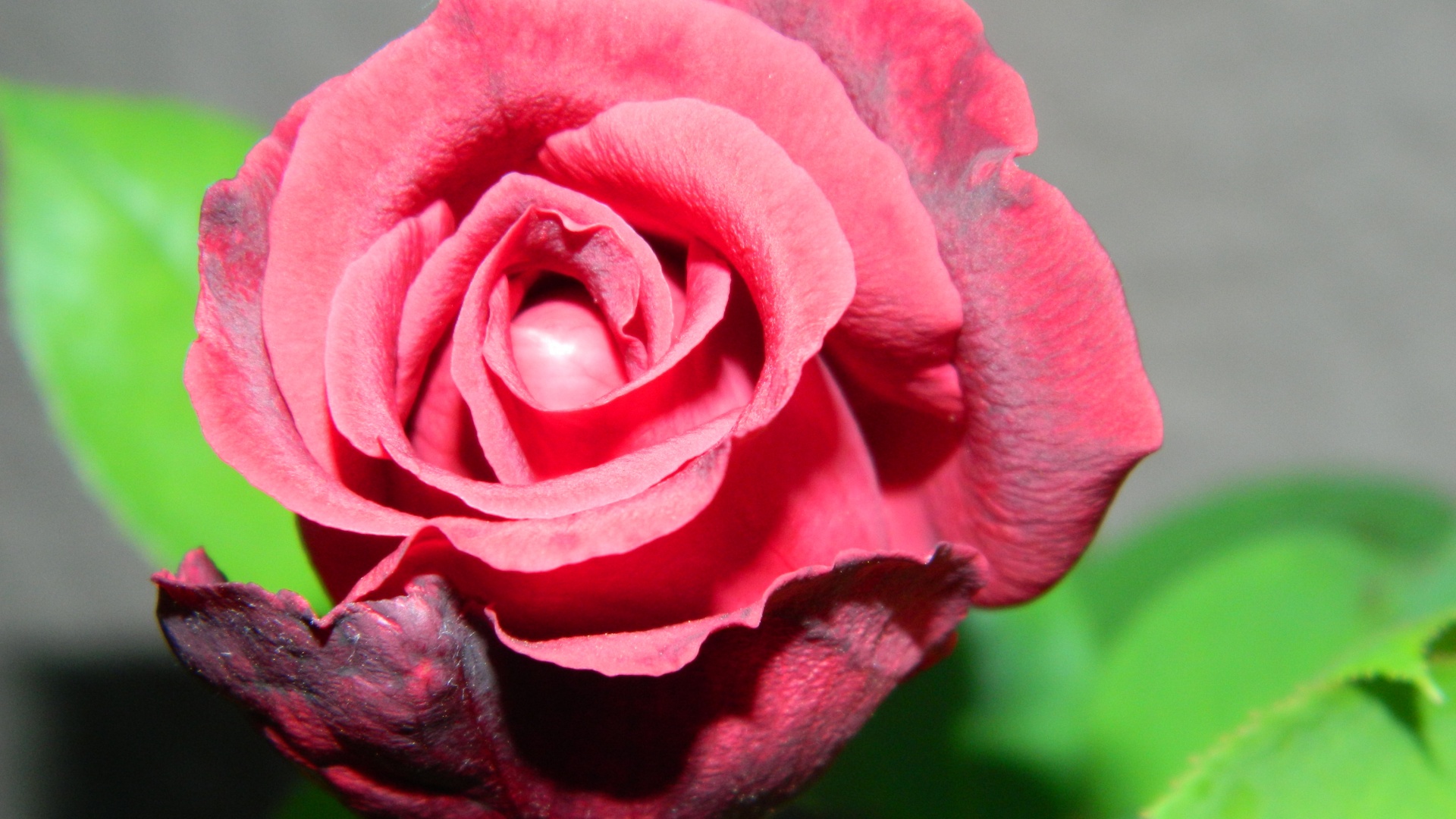 close-up pink rose free photo