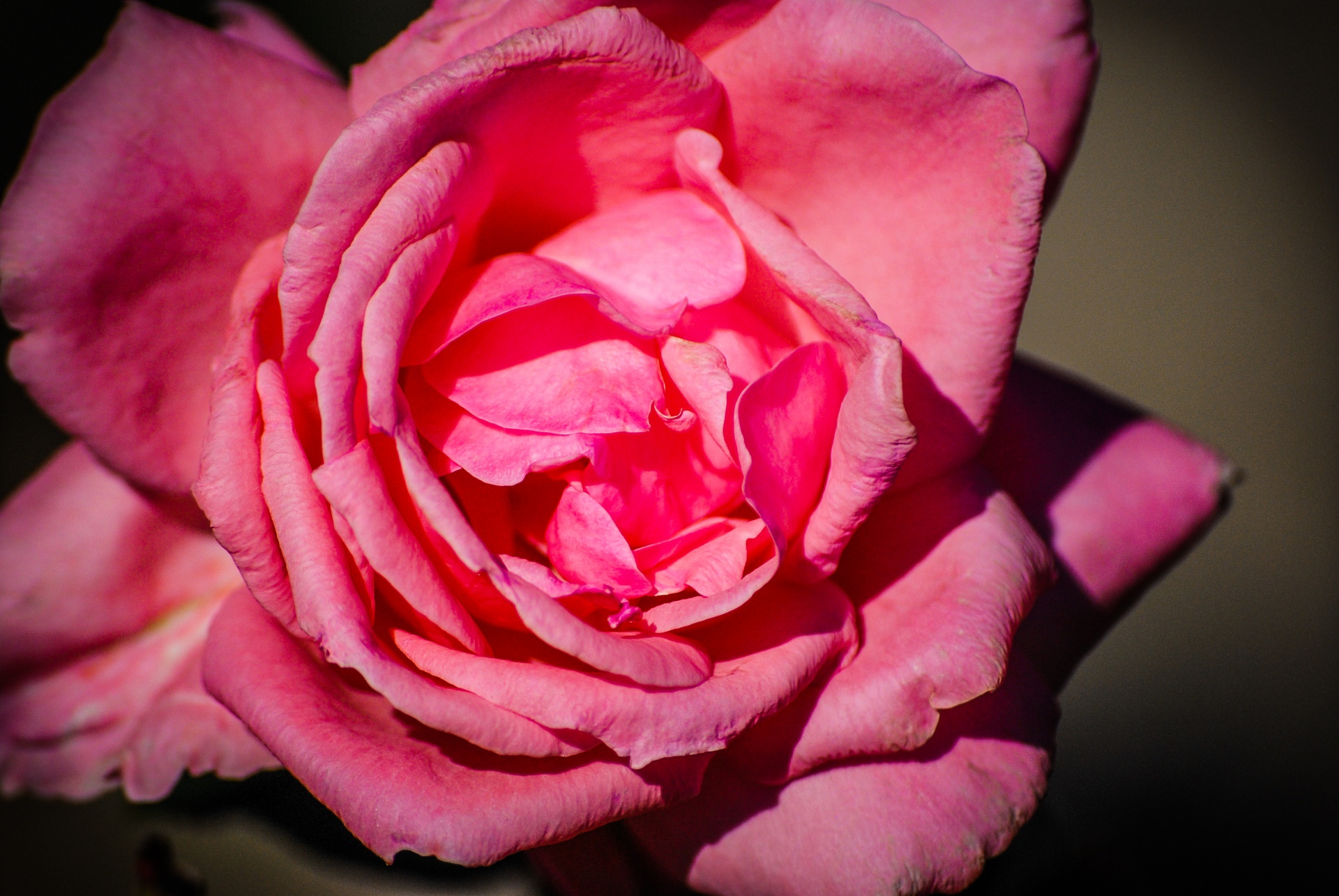 rose pink thorn free photo