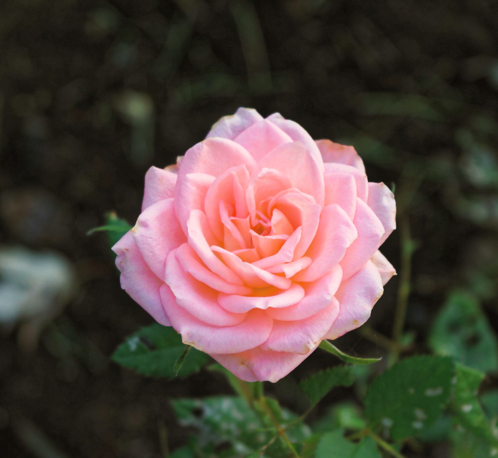 rose pink flower free photo