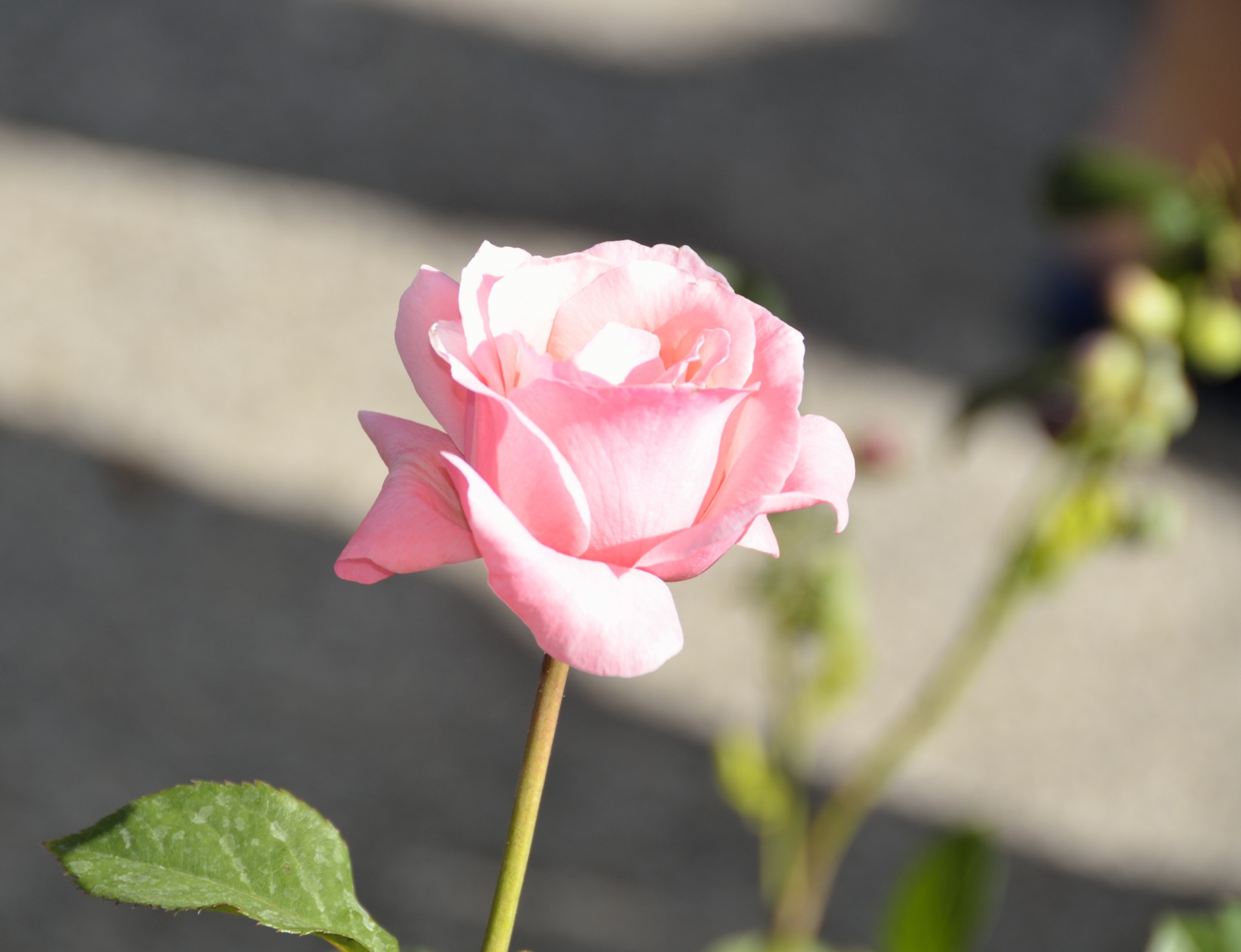 pink rose rose garden free photo