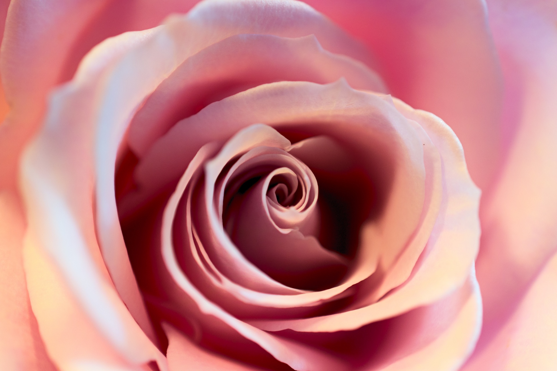 rose flower pink free photo