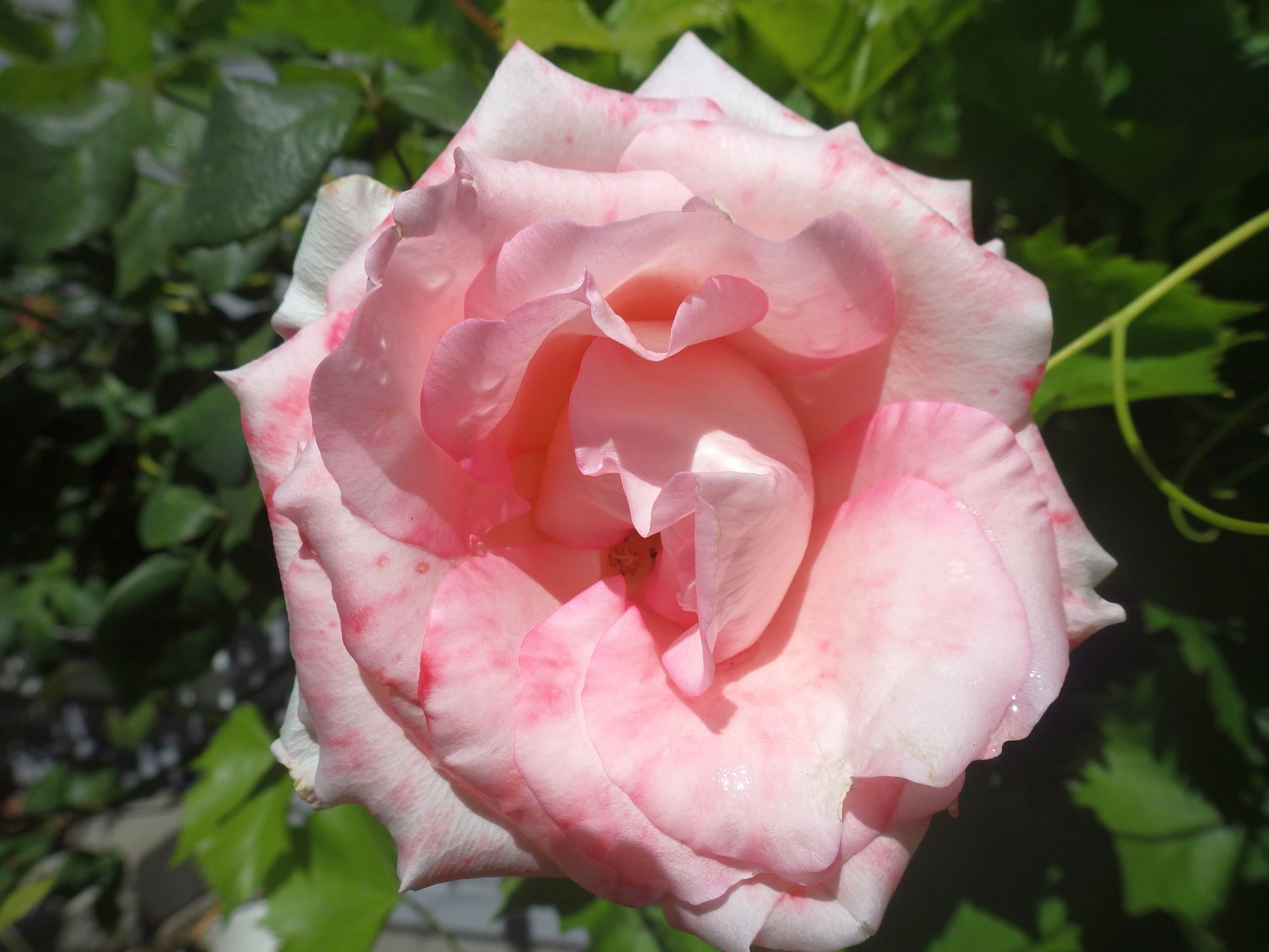 beautiful pink rose free photo