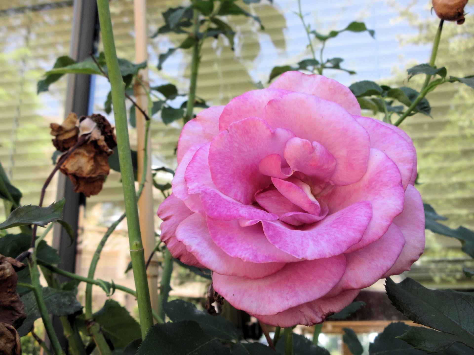 pink rose closeup free photo