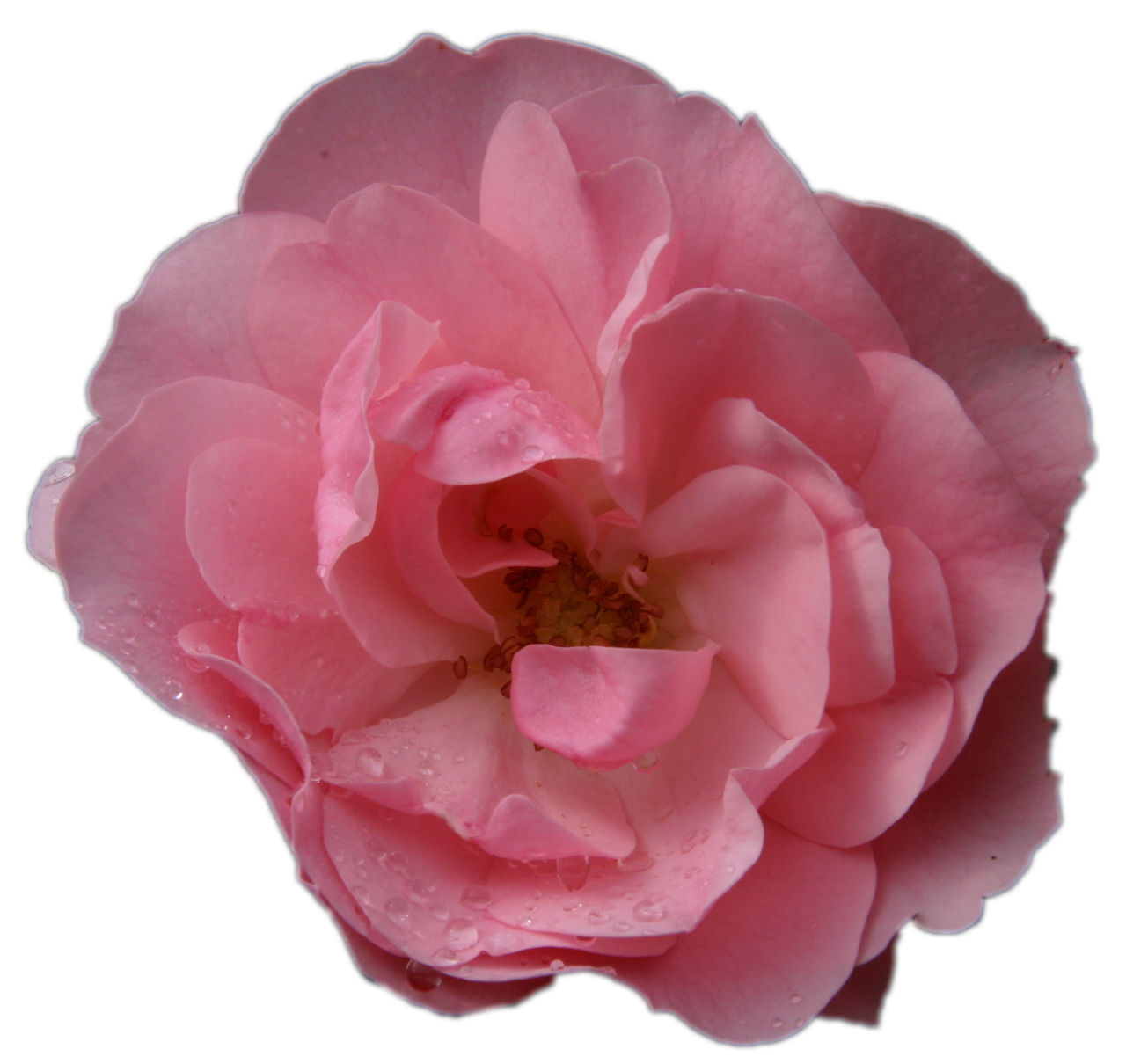 pink rose flower macro free photo